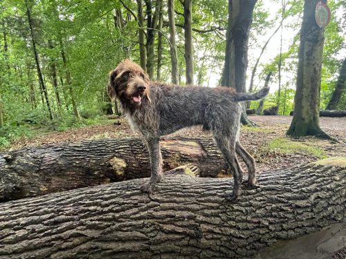 Imbus-vom Bodensee-I-2024-01-10