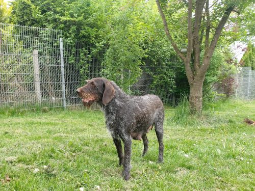 Inga vom Nienburger Bruch 2990x2243