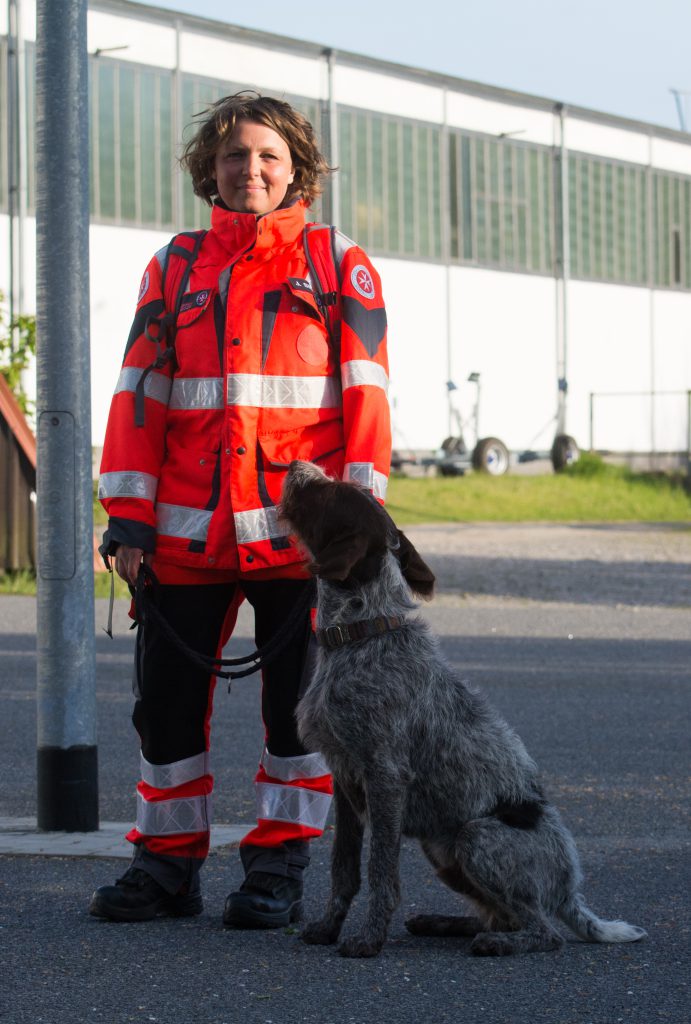 Deutsch Stichelhaar im Einsatz als Rettungshund