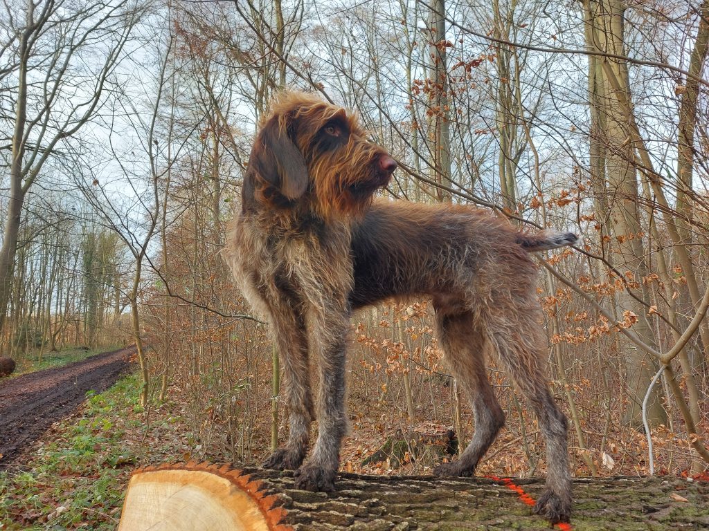 Conradus vom Kanonenturm