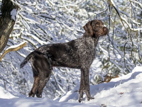 Amadeus vom Goldfasan