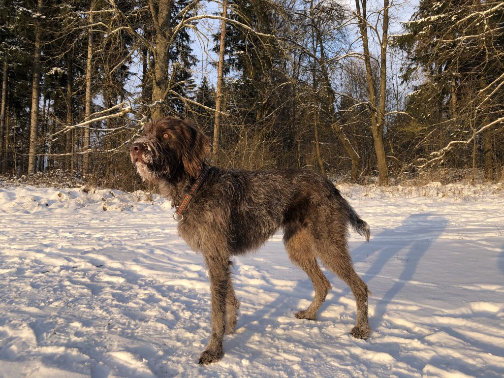 Anna von Dettingen am Albuch