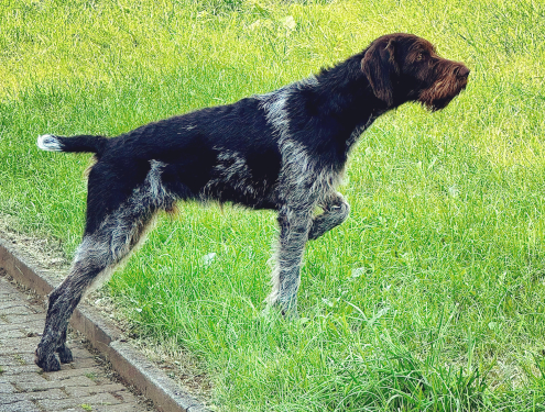 Armor vom Goldfasan-1-kl