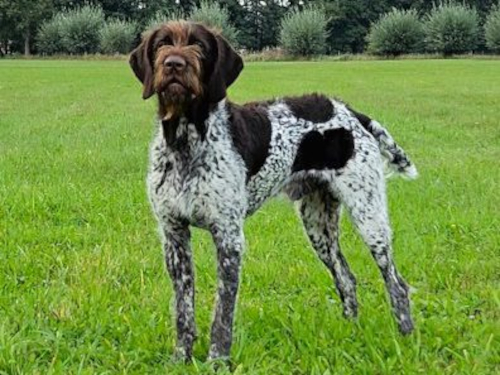 Bolle von der Schwarzwaldhufe