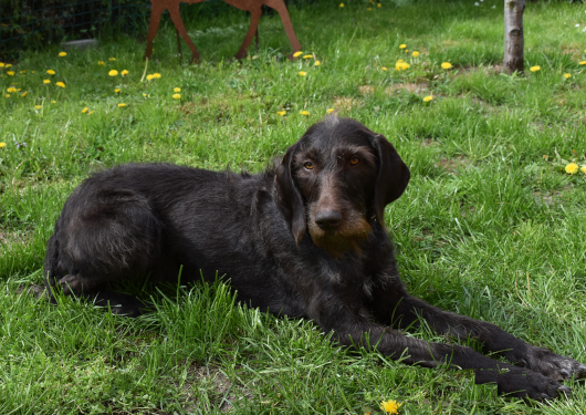 Fenke-vom Rhinluch-1-1kl