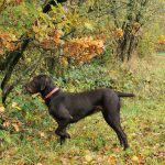 Fenna vom Rhinluch-vorstehen