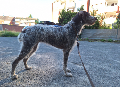 Ina vom Nienburger Bruch genannt Aika sucht neues Zuhause