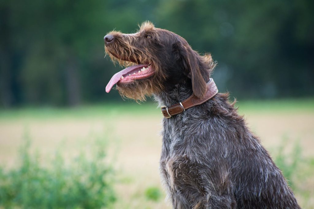 Aurora von den Heiligen Kuhlen
