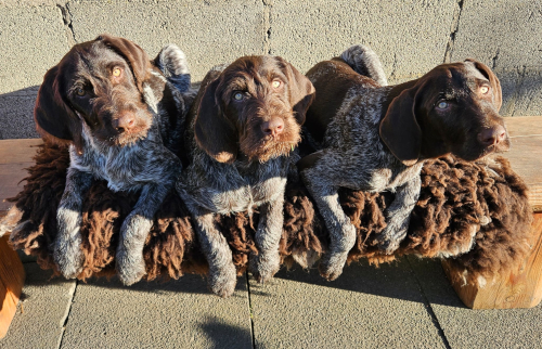 Junge Deutsch Stichelhaar Jagdhunde von den Styrumer Ruhrauen