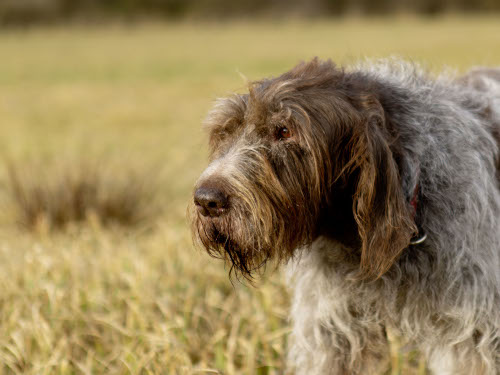 Für Donna vom Bodensee zum 15. Geburtstag