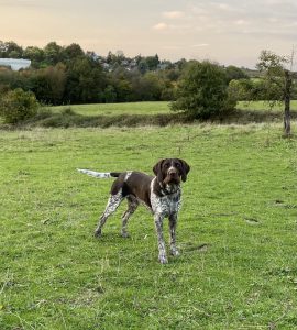 Fredo vom Einetal auf einer Wiese. Er wird von Stefanie Huck vom Jagdhund zum Artenspürhund ausgebildet.