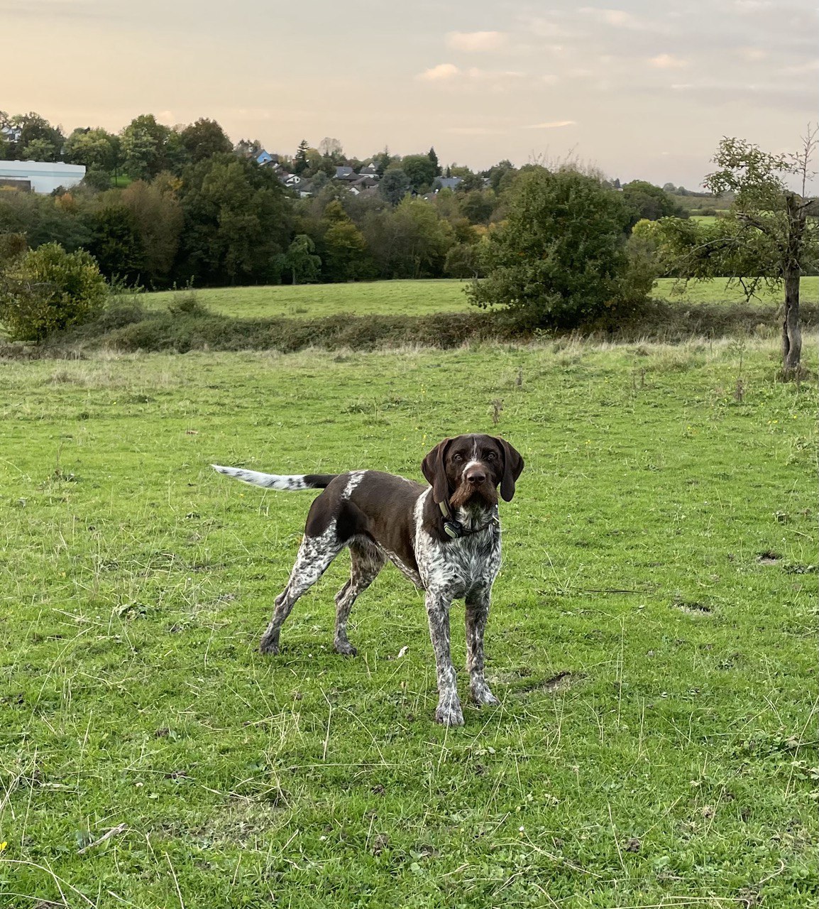 Fredo vom Einetal auf Wiese