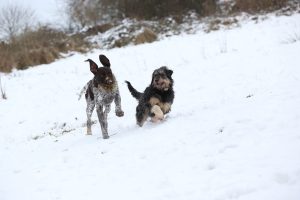 Spielpause für Fredo mit seinem Kumpel