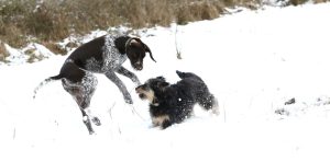 Fredo spielt mit seinem Kumpel während der Spielpause