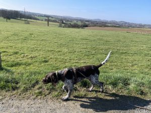 Fredo steht vor auf einer Wiese