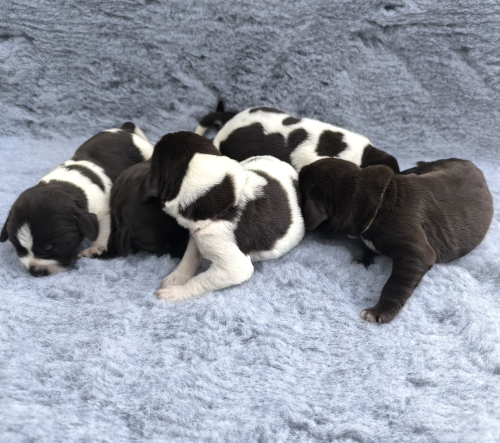 Update zum F-Wurf vom Kanonenturm