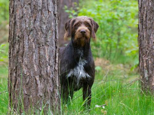 Gralf vom Rhinluch, Deutsch Stichelhaar,