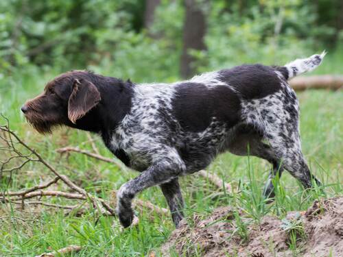 Gunna-vom-Rhinluch_Deutsch-Stichelhaar Gunna vom Rhinluch, Deutsch-Stichelhaar