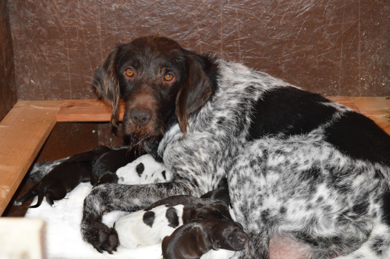 Der J-Wurf im Zwinger vom Rhinluch ist angekommen!