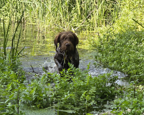 Fiete beim baden in der Temnitz