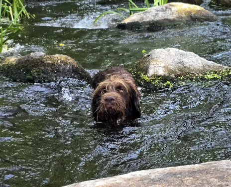 Fiete beim baden in der Temnitz