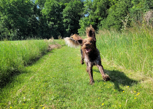 Reviergang durch die Parkanlagen des Schloßes an der Temnitz
