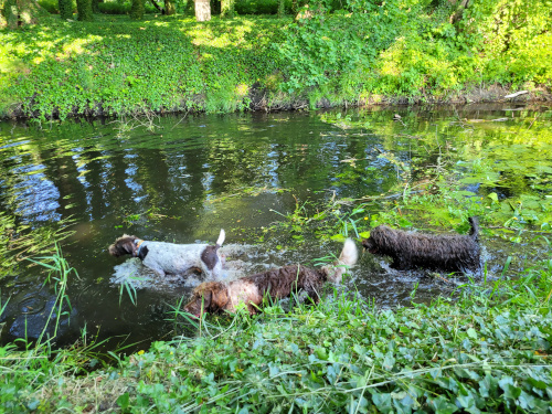 Reviergang durch die Parkanlagen des Schloßes an der Temnitz mit Badespass für die Hunde