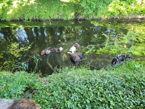 Reviergang durch die Parkanlagen des Schloßes an der Temnitz mit Badespass für die Hunde