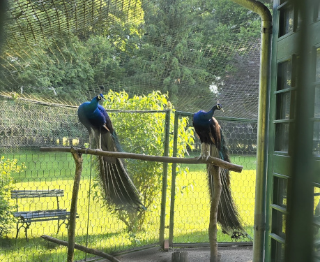 Reviergang durch die Parkanlagen des Gutshofes 