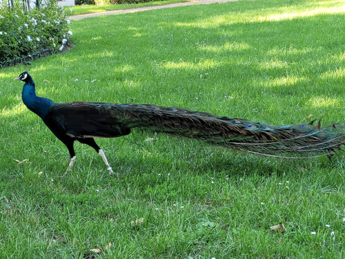 Reviergang durch die Parkanlagen des Gutshofes 